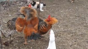 Бой петухов в деревне.