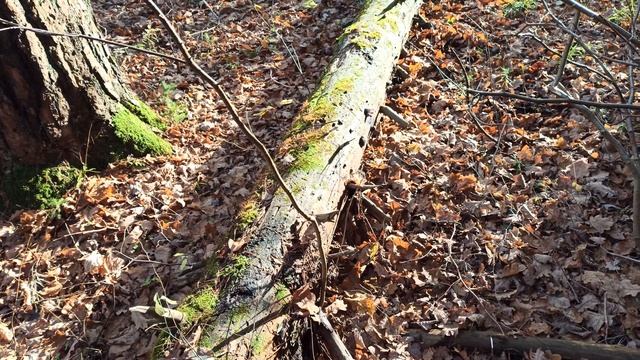 Трутовик розовый (Fomitopsis rosea) - краснокнижник Печерска! смотреть онлайн