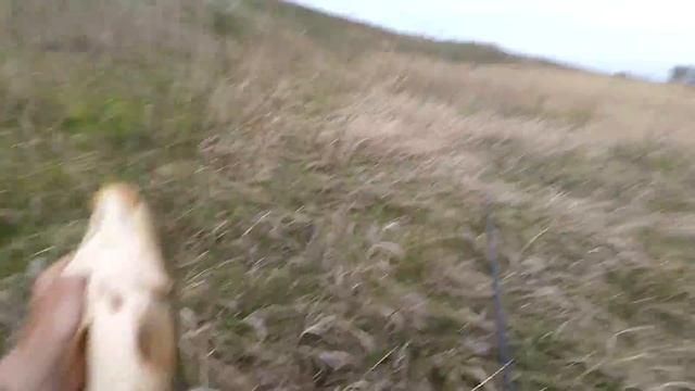 Карпы на боковой кивок клюют как из пулемета в ветряную погоду. смотреть онлайн