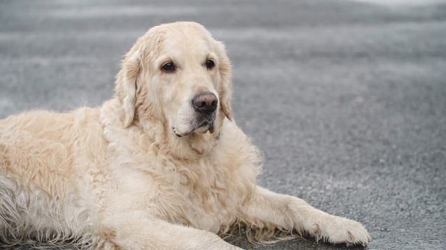 10 Surprising Facts About Male Golden Retrievers смотреть онлайн