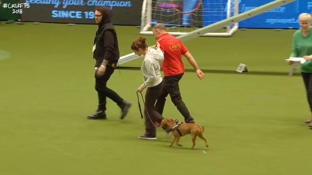 That's Magic! East Anglian Staffordshire Bull Terrier Display Team | Crufts 2018 смотреть онлайн