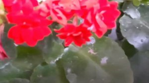 ??Каланхое заболел! Мучнистая роса.Как лечить???Kalanxoe cicəyi xəstələnmişsə nə etməli????