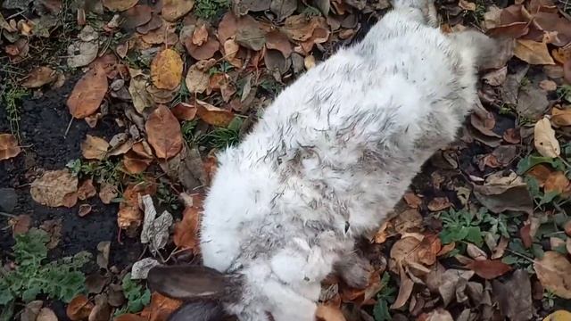 Чупакабра 2019 смотреть онлайн