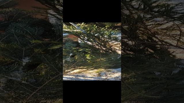 "Омшаник" из еловых веток.