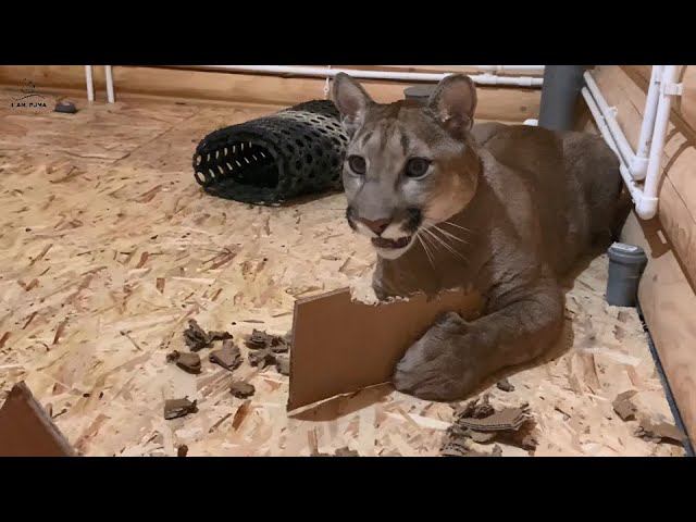 Месси помогает папе. Контроль качества от пумы Месси.