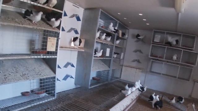 Питомник (ГОЛУБИ РОССИИ) Харлашина В.И. Часть 4 смотреть онлайн