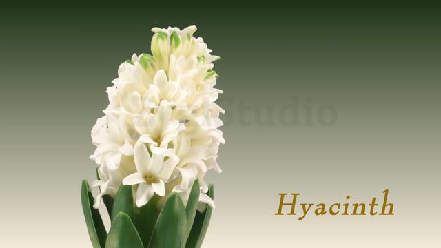 Time-lapse of Growing White Hyacinth flower. смотреть онлайн