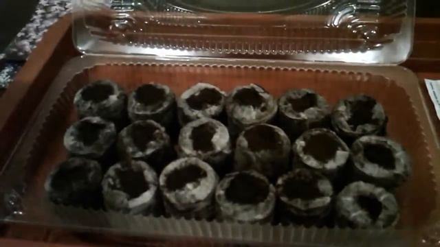 Посев лобелии. Часть1 - секреты успеха. смотреть онлайн