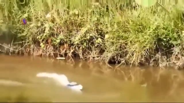 Как поймать рыбу без удочки смотреть онлайн