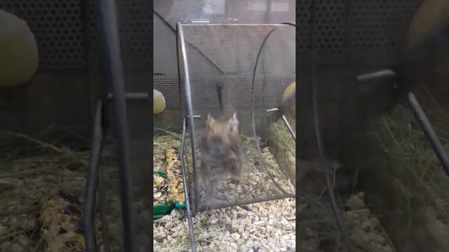 Жили в одной клетке Чилийская Белка и Хомяк Джунгарик... смотреть онлайн