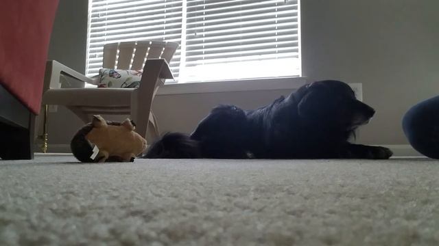 Cookie Play Dead Refresher смотреть онлайн