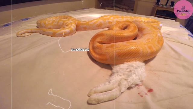 दुनिया के 10 सबसे बड़े सांप जिसे देखकर आपकी रूह कांप जाएगी।10 Biggest snakes in the world! смотреть онлайн