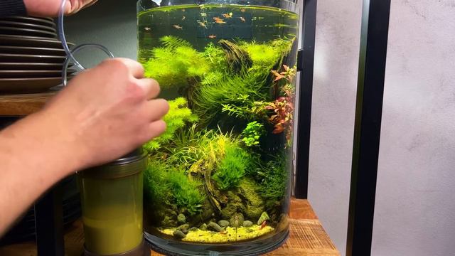 I FOUND A CHEAP CO2 SYSTEM THAT DOESN'T SUCK! смотреть онлайн