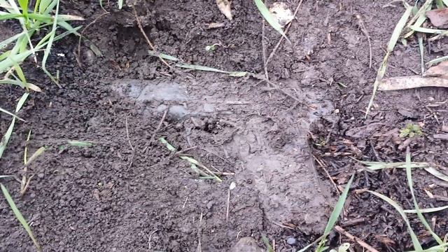 ШОК !!! На мусорки собирал пивные баночки и в итоге нашёл пистолет. смотреть онлайн