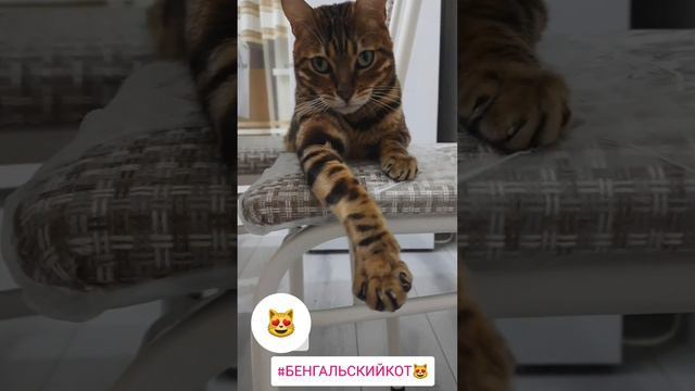 #бенгальскийкот #бенгал #кот #смешноевидео #котики смотреть онлайн