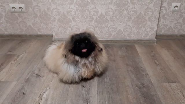ПЕКИНЕС ДЕНДИК ИГРАЕТ С ШАРИКОМ #сергейтелков #собака #pekingese #пекинес смотреть онлайн