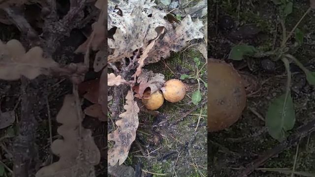 Галлы дуба смотреть онлайн