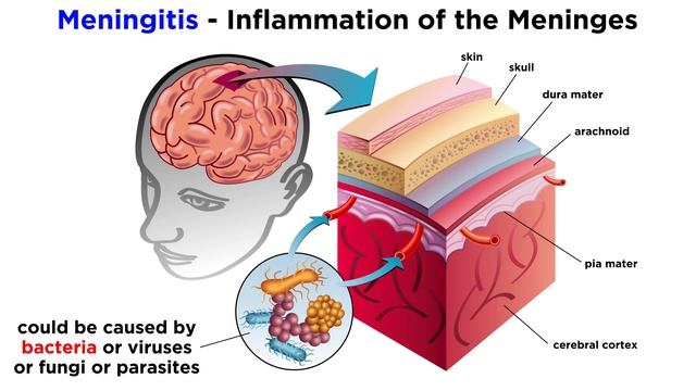 Microorganisms and Humans: Commensal and Pathogenic Flora смотреть онлайн