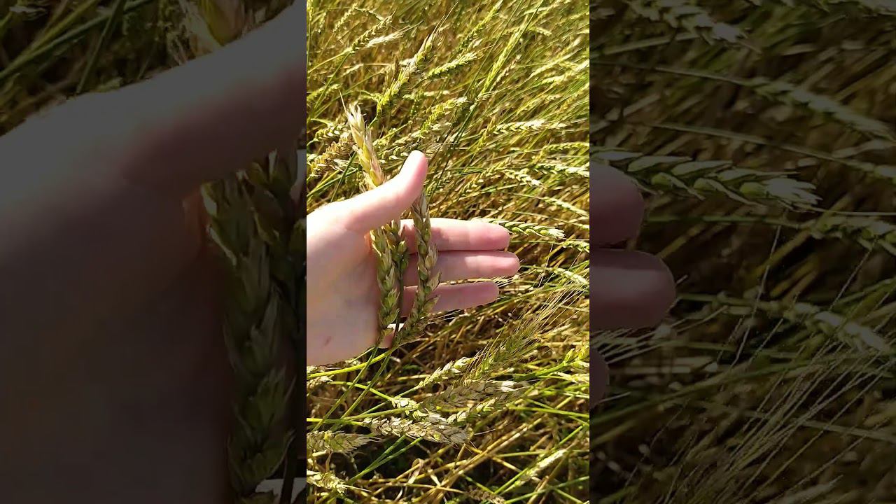 14 августа 2024 г. смотреть онлайн