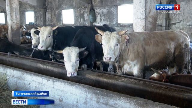 Массовый падёж скота произошёл в селе Новомотково Новосибирской области.mp4