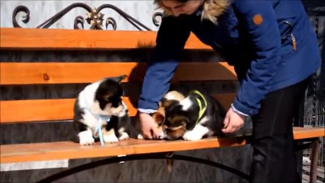 вельш корги Ривер и Пикси 2,5 месяца 19 03 2022 смотреть онлайн