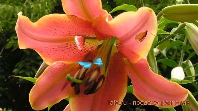 Лилия от-гибрид Ред Хот (lilium) ? от-гибрид лилия Ред Хот обзор: как сажать, луковицы лилии Ред Хо смотреть онлайн