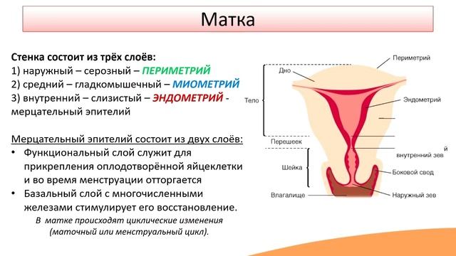 Строение и функции половой системы. Женская половая система