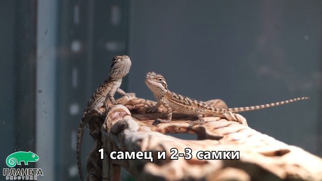 Бородатая агама. Как содержать домашнего дракона? смотреть онлайн