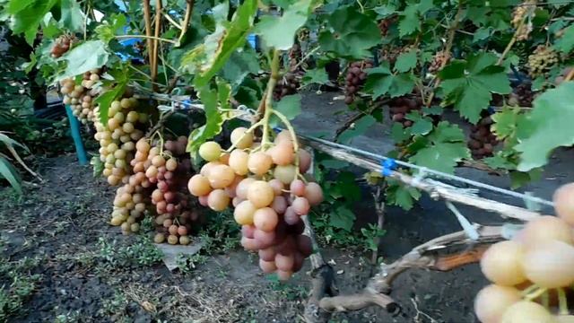 Мой Виноградник Экскурсия Сезон 2020г смотреть онлайн