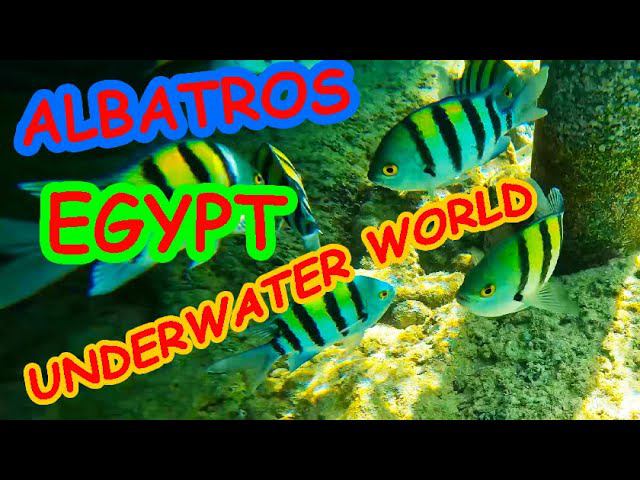 Albatros Egypt Underwater World смотреть онлайн