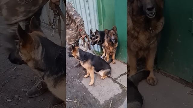 САМЫЕ УМНЫЕ СОБАКИ - Немецкая овчарка и ВЕО. смотреть онлайн