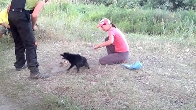 Шипперке FLORAN BOHEMIA ANIMO Рязань смотреть онлайн