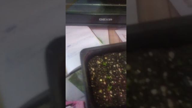 армерия смотреть онлайн