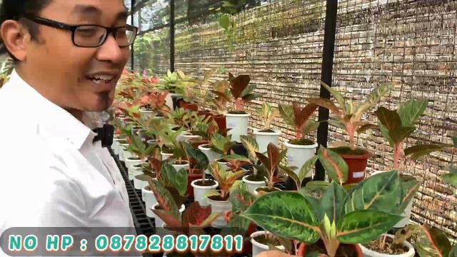 BENAR - BENAR LAPAK AGLAONEMA TERLENGKAP ‼️ TERNYATA SEMUA JENIS AGLAONEMA ADA DISINI ‼️😲 смотреть онлайн