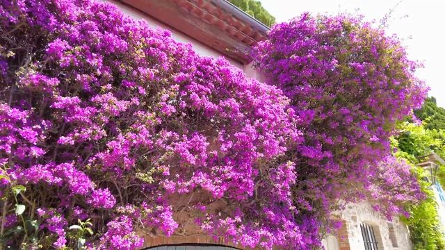 Grimaud FRANCE ?? French Village Tour ? Flowered Beautiful Villages In France ? 4k Video Walk