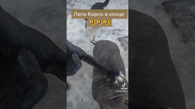 Американский булли Эля смотреть онлайн