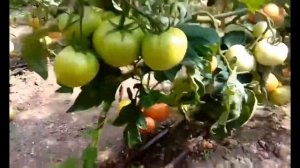 РОЗИ ХИТ F1 - детерминантный розовый томат от Rijder Seeds - Добрые Семена.ру