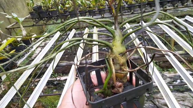 Promo Air Plant // Tillandsia Caput Medusae смотреть онлайн