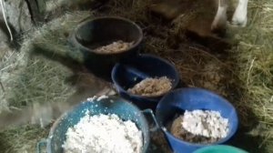 Корморезка для кормовой свеклы / Лущилка для кукурузы