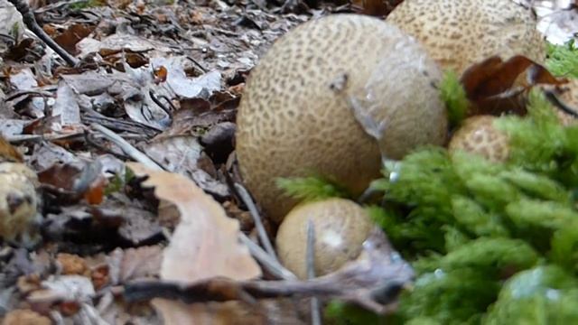 Common Earthball - Scleroderma citrinum - Kúlusveppur - Villtir sveppir - Sveppaaldin смотреть онлайн