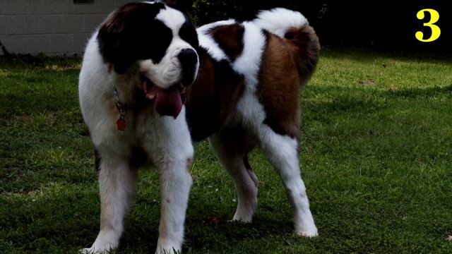 ТОП 5 САМЫЕ БОЛЬШИЕ ПОРОДЫ СОБАК смотреть онлайн