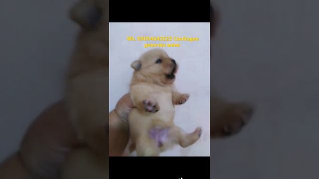 Померанский шпиц мини девочка-крошечка от чемпионов, свободна смотреть онлайн