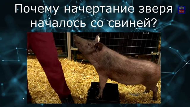 Почему чипизация началась со свиней? смотреть онлайн