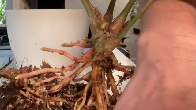 Propagating ￼Anthurium crystallinum - Division￼ смотреть онлайн