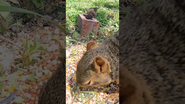 Stimulating Nature Videos for Cats to Watch! Bird Sounds ASMR - Pet Entertainment HD #cats #cattv смотреть онлайн