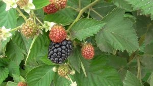 Чем отличается ежевика Астерина от сорта Джамбо?