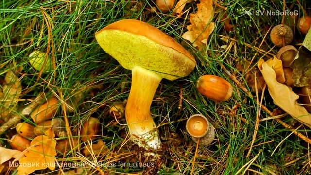 Моховик каштановый (Boletus ferrugineus) смотреть онлайн