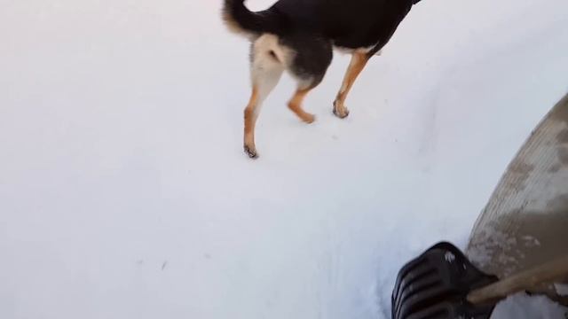 ВОСТОЧНО-ЕВРОПЕЙСКАЯ ОВЧАРКА!!! смотреть онлайн