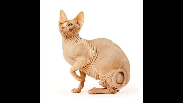 САМЫЕ ДОБРЫЕ КОШКИ В МИРЕ смотреть онлайн