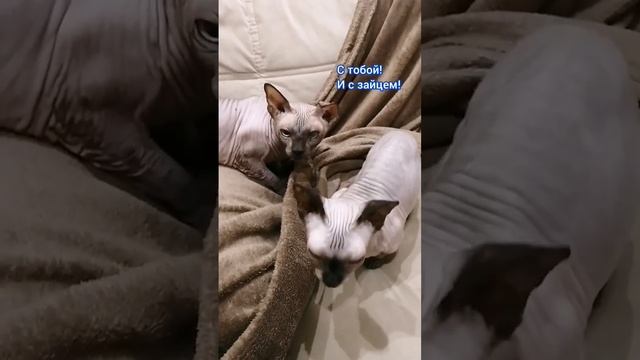 Лысые кошки сфинкс и Бамбино. смотреть онлайн